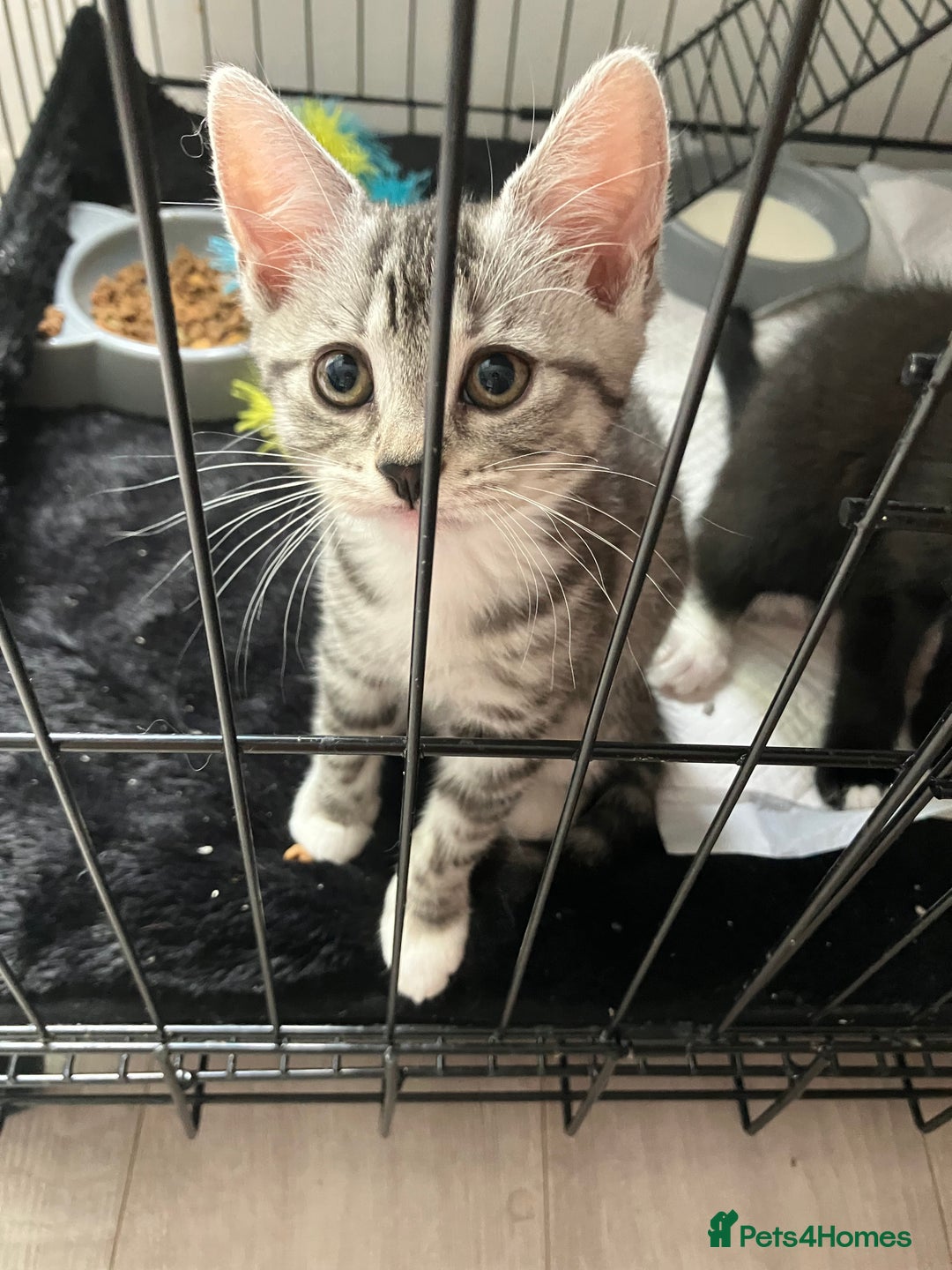 Russian Blue cats for sale: Silver tabby black tabby kittens  - Image 3
