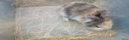 Mini Lion Lop rabbits for sale: Lop cross lionhead babies - Advert 3