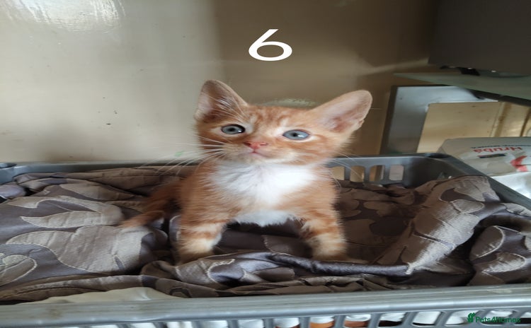 Mixed Breed cats - Advert 16
