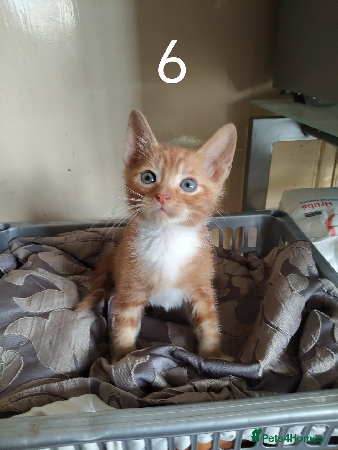 Mixed Breed cats for sale: Kitten for sale(20£) - Image 1