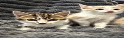 Mixed Breed cats for sale: 3 little kittens  - Advert 3