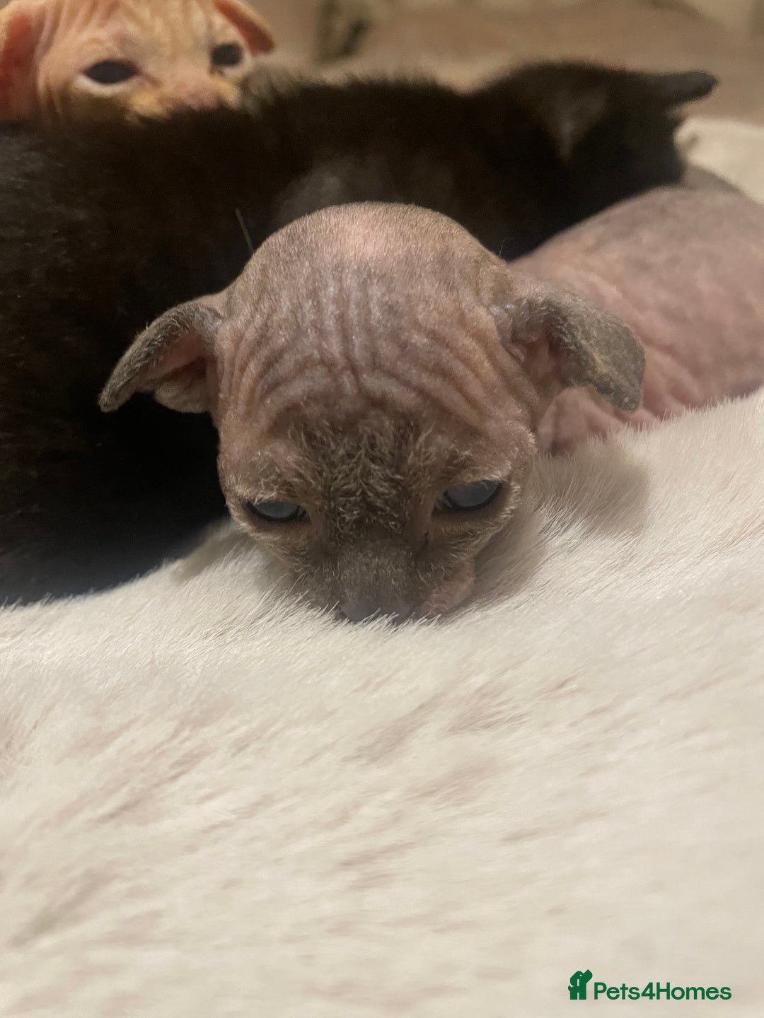 Sphynx cats for sale: Beautiful Sphynx cross orinetal kittens  - Advert 9
