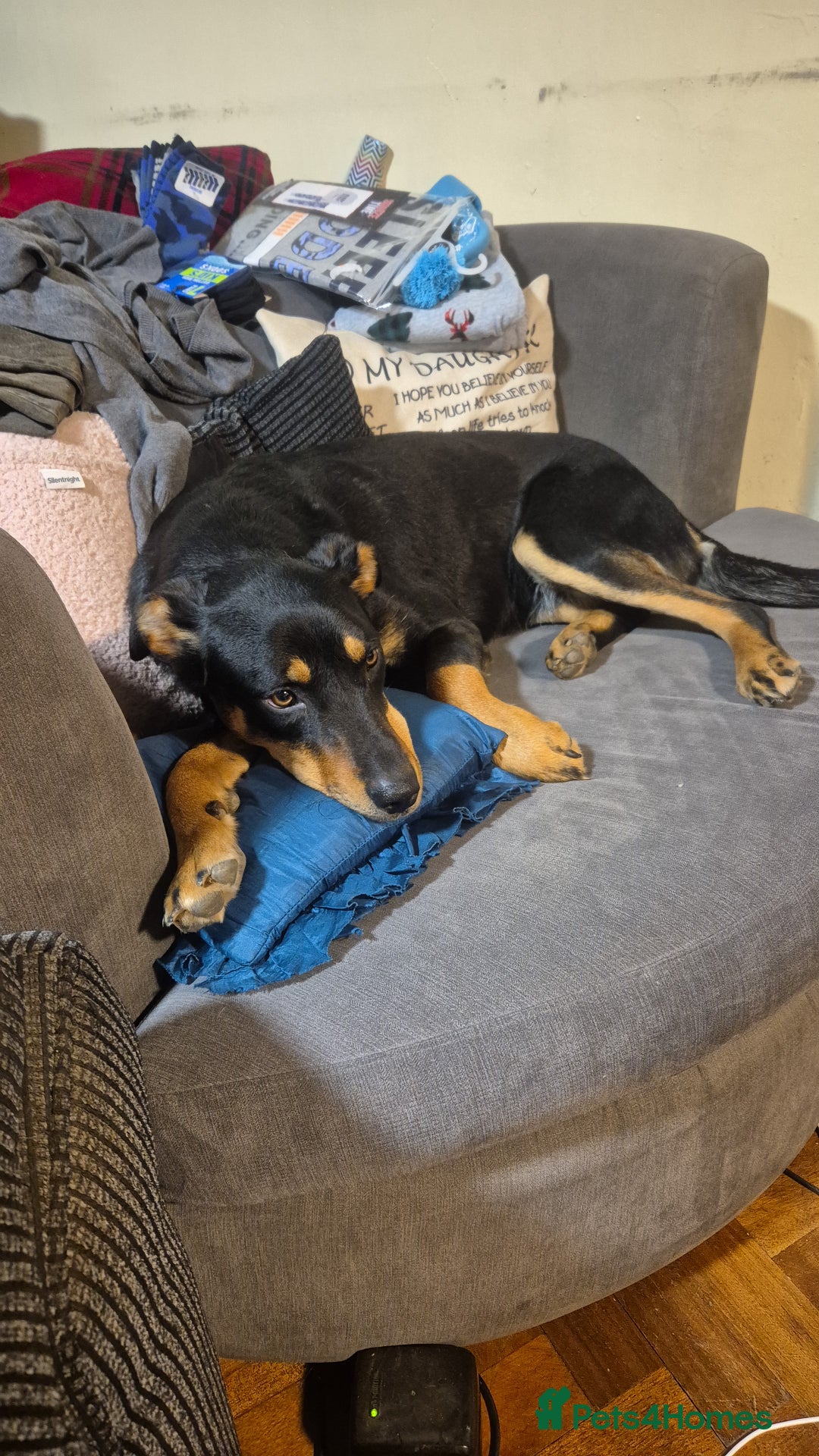 Mixed Breed dogs for sale: Huntaway x collie pups - Advert 14