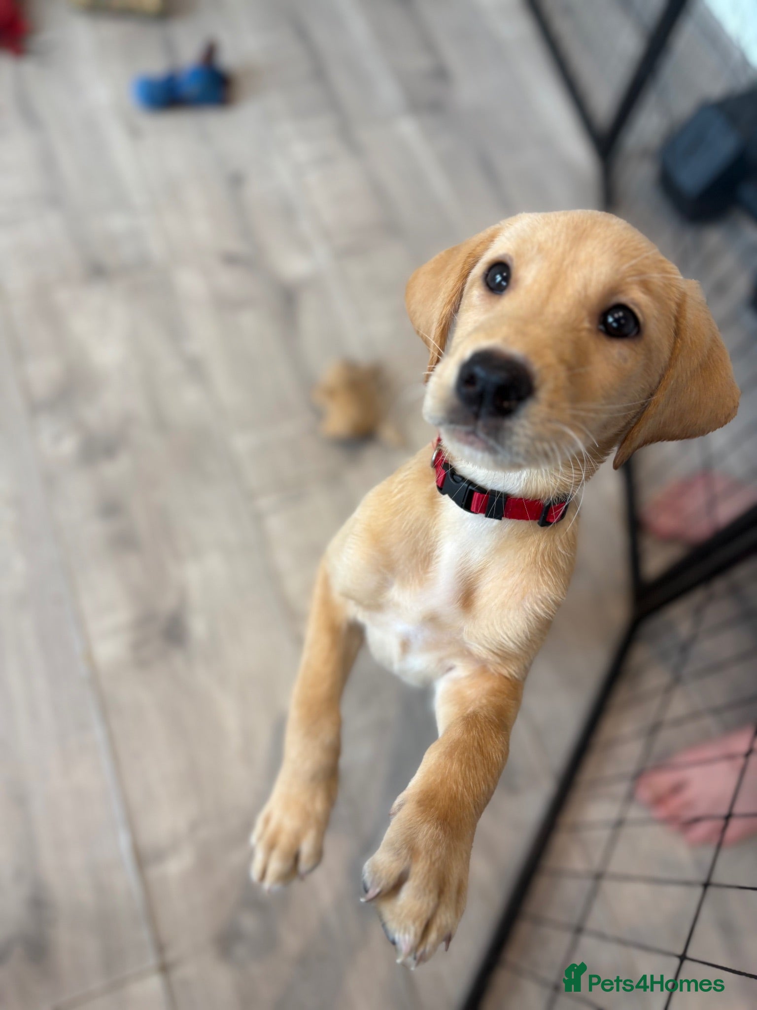 Labrador Retriever dogs Health Tested Champion Pedigree Pups - Advert 2
