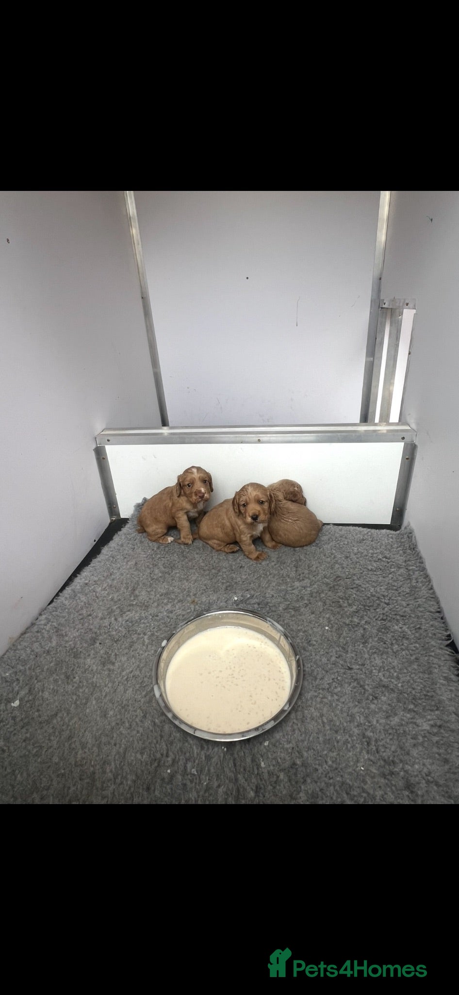 Cocker Spaniel dogs Kc Registered Cocker Spaniel Pups - Advert 1