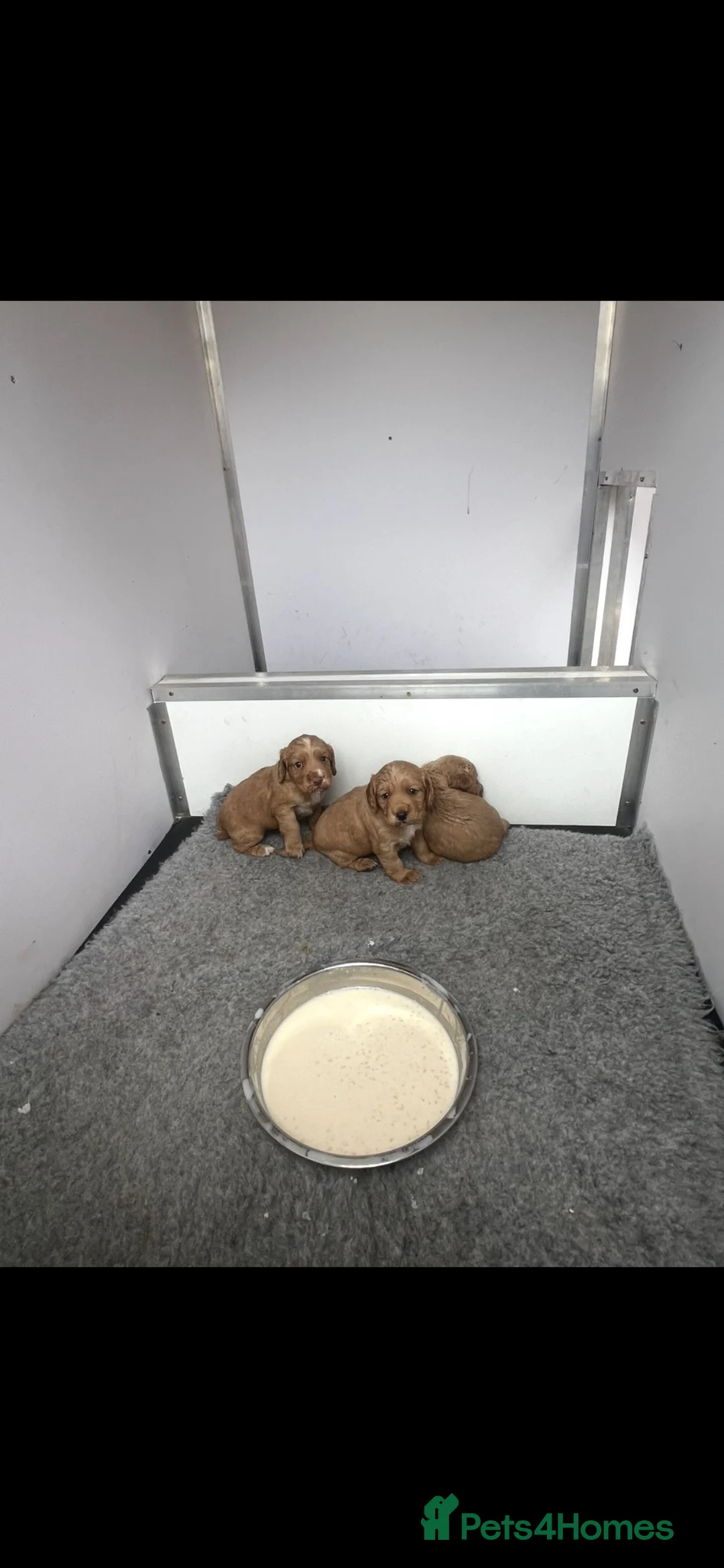 Cocker Spaniel dogs for sale: Kc Registered Cocker Spaniel Pups - Advert 1