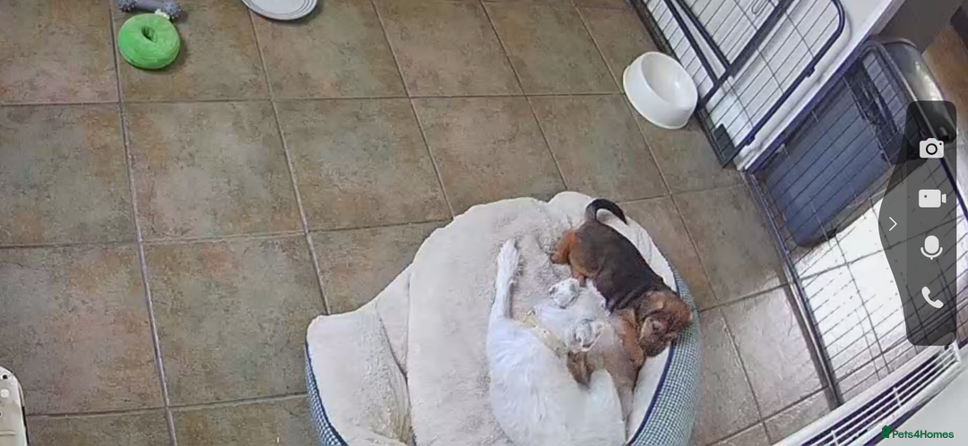 Jack Russell dogs for sale: 2x trio girls available  - Image 12