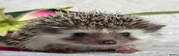 Pygmy Hedgehog rodents for sale: African Pygmy Hedgehog Ethically Bred Girl  - Advert 14