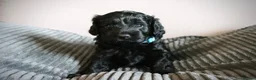 Cockapoo dogs for sale: F1B Cockapoo Puppies - Advert 3