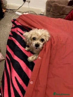 Mixed Breed dogs for adoption: Pip needs a loving home  - Advert 4