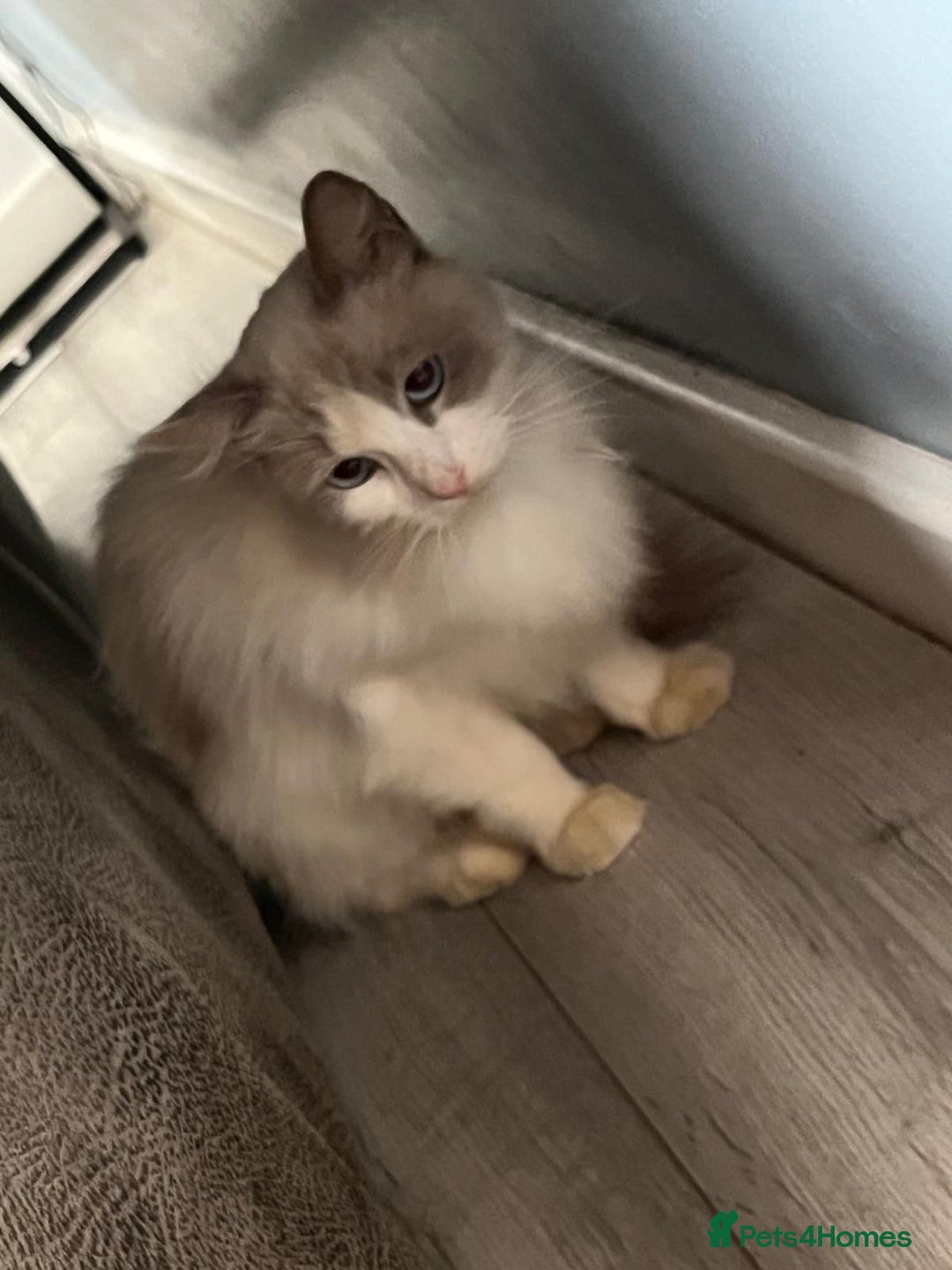 Ragdoll cats for sale: Blue Bi Colour Ragdoll  - Image 2