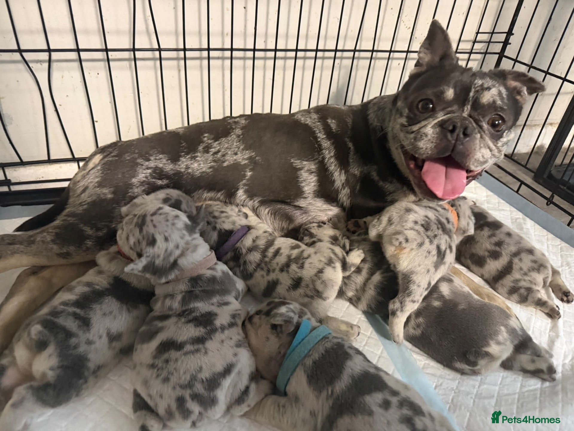 Frug dogs 6 stunning blue Merle Frug puppies  - Advert 2