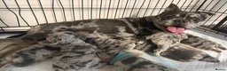 Frug dogs for sale: 6 stunning blue Merle Frug puppies  in Eastleigh - Advert 2