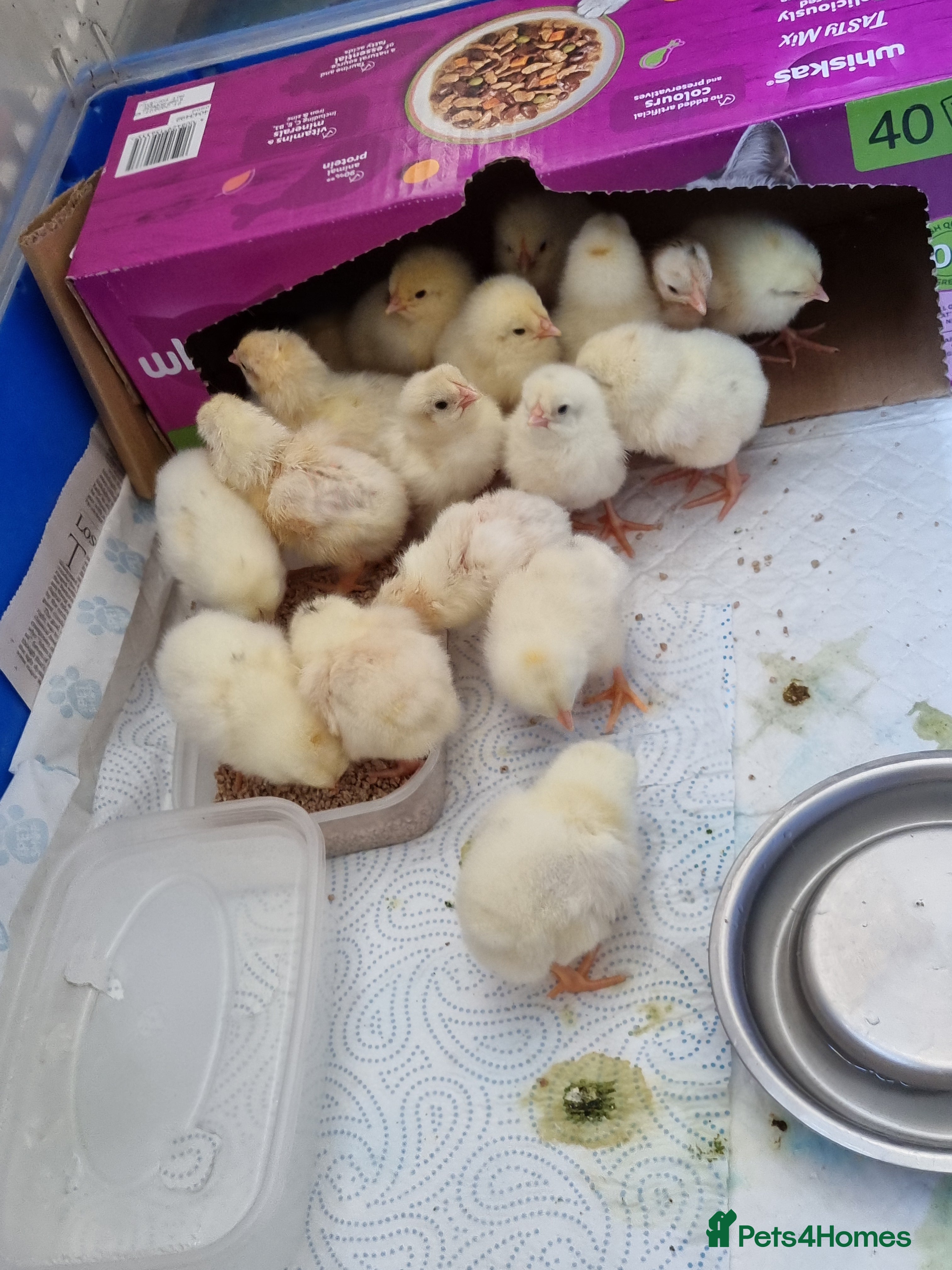 Chickens poultry White leghorn chicks - Advert 2