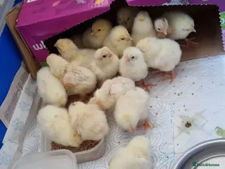 Chickens poultry White leghorn chicks - Advert 2