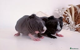 Guinea Pig rodents for sale: Skinnypig Baby Boars - Image 3