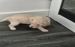 Miniature Poodle dogs for sale: LUXURY Litter of KC Registered Miniature Poodles - Image 10
