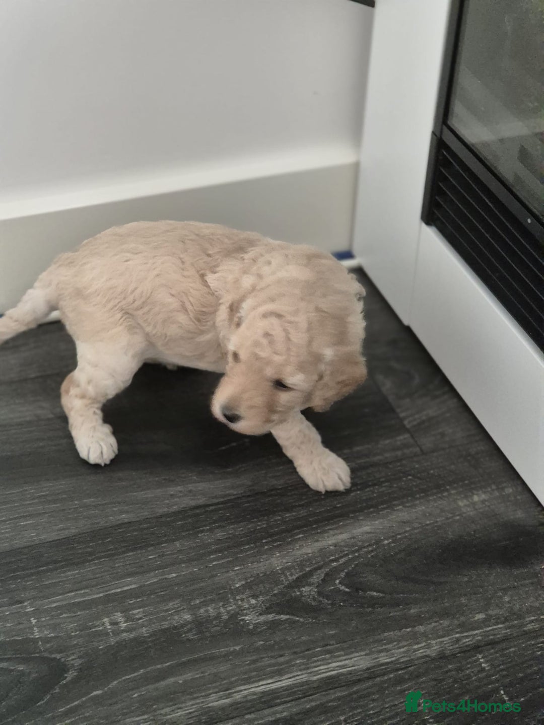 Miniature Poodle dogs for sale: LUXURY Litter of KC Registered Miniature Poodles - Image 10