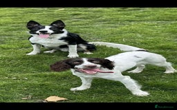 Sprollie dogs for sale: Sprollie pups for sale - Image 2