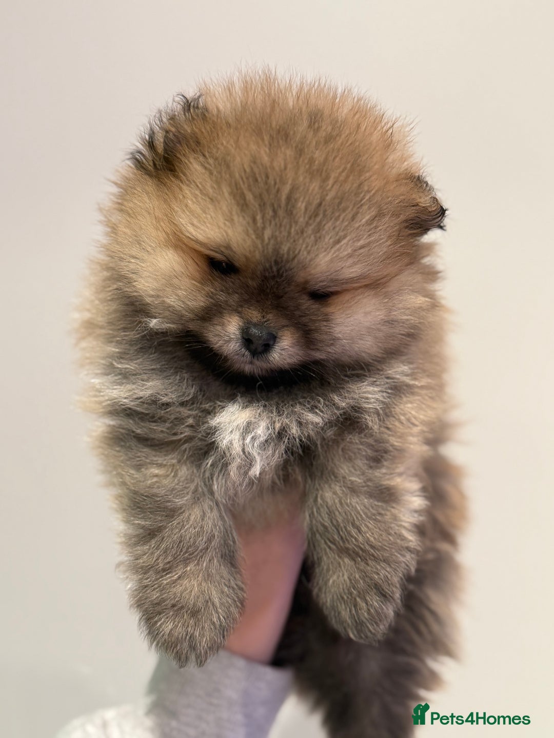 Pomeranian dogs for sale: Pomeranian puppies for sale .  - Advert 15