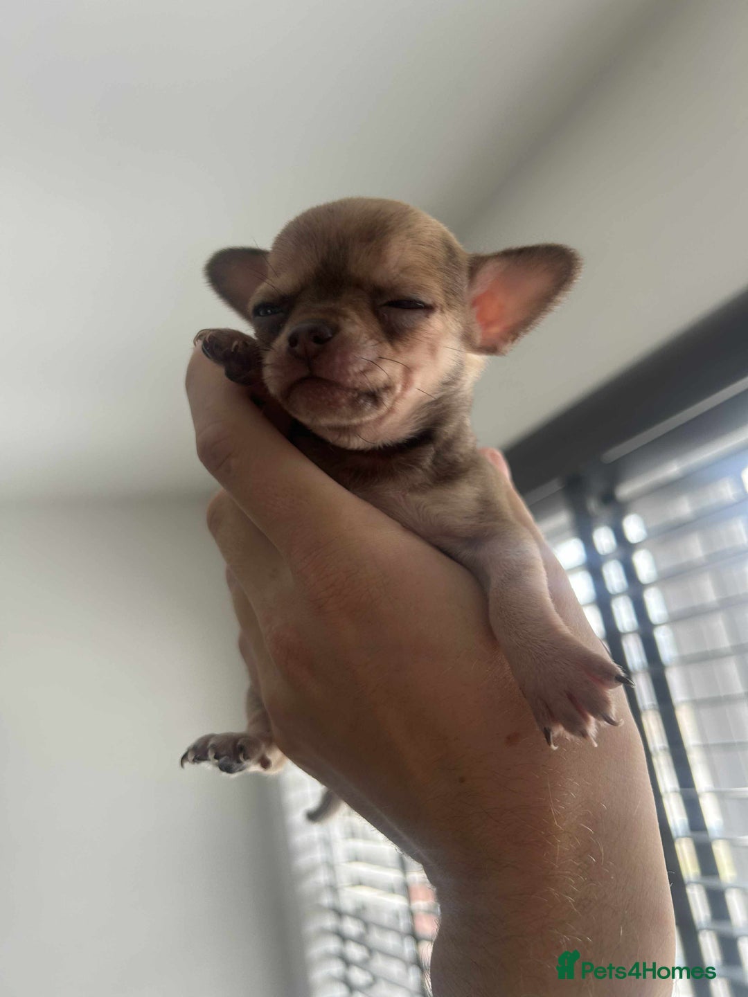 Chihuahua dogs for sale: Beautiful chihuahua pups - Image 17