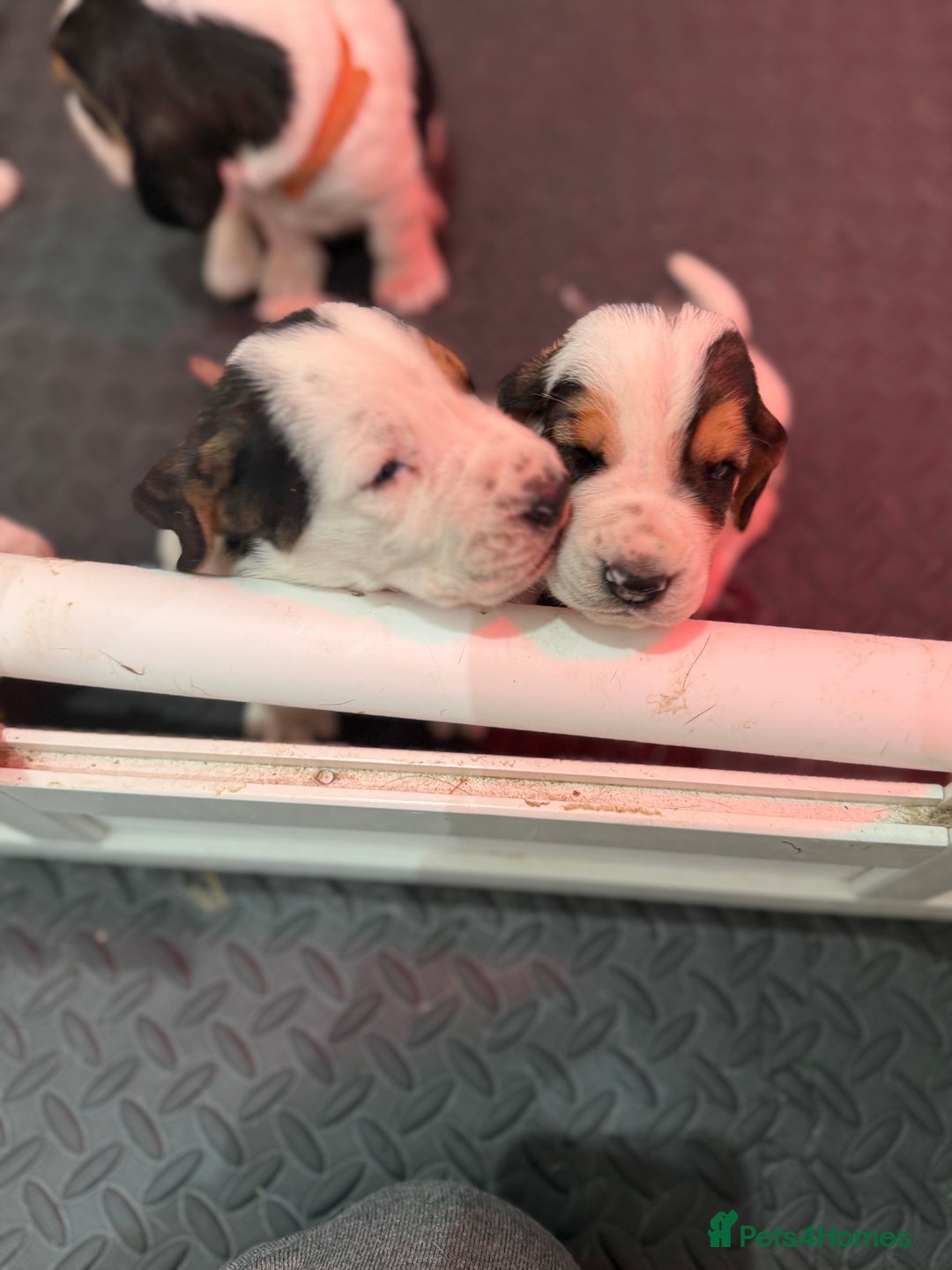 Basset Hound dogs for sale: Beautiful Basset Hound Puppies  - Image 15