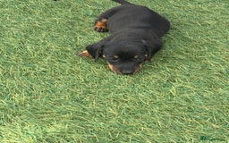 Dachshund dogs for sale: Dachshund Puppies  - Image 7