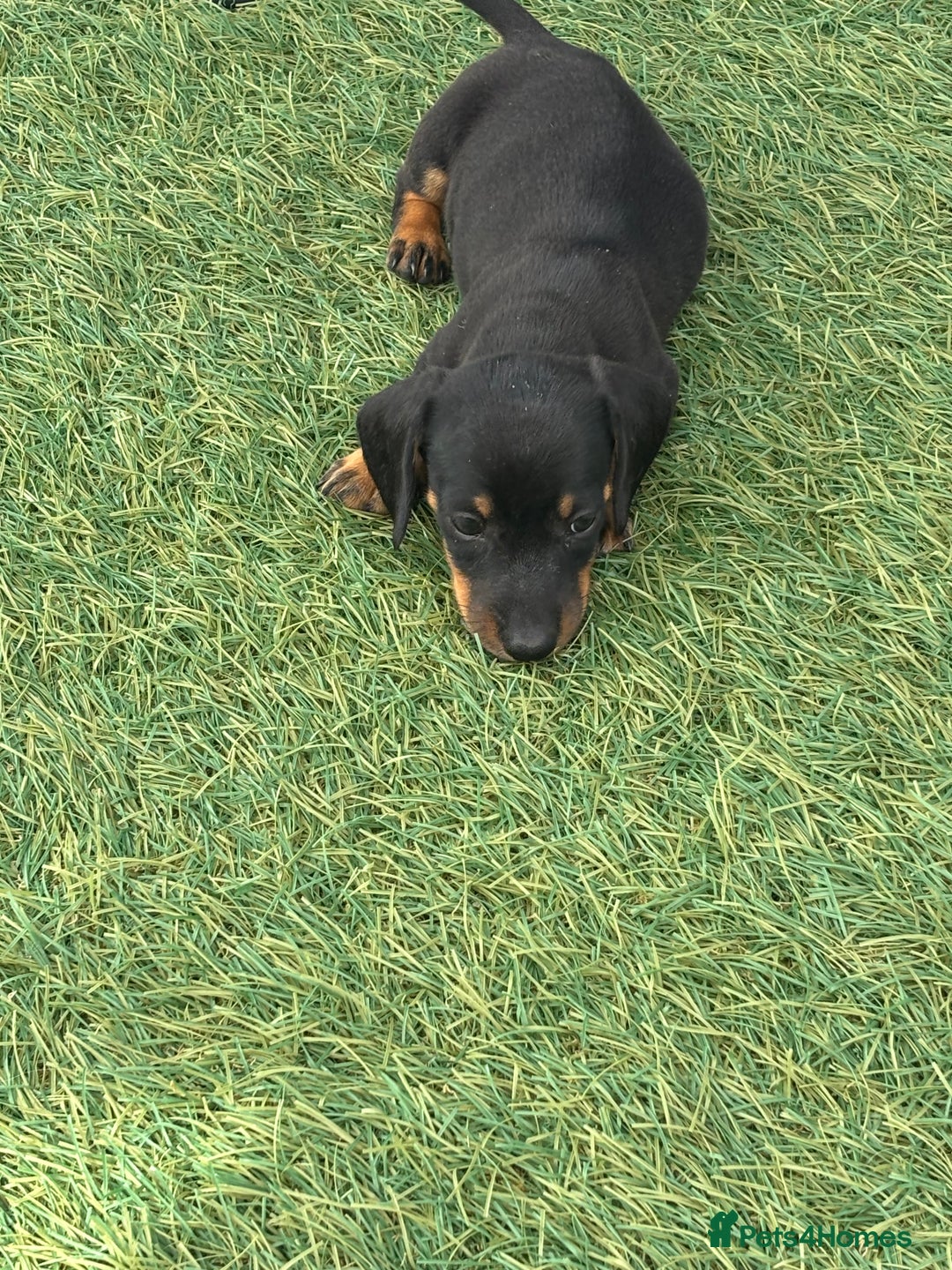Dachshund dogs for sale: Dachshund Puppies  - Image 7