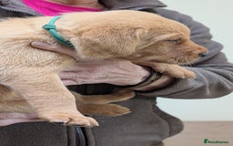 Labrador Retriever dogs for sale: KC Registered Working Labradors - Image 9