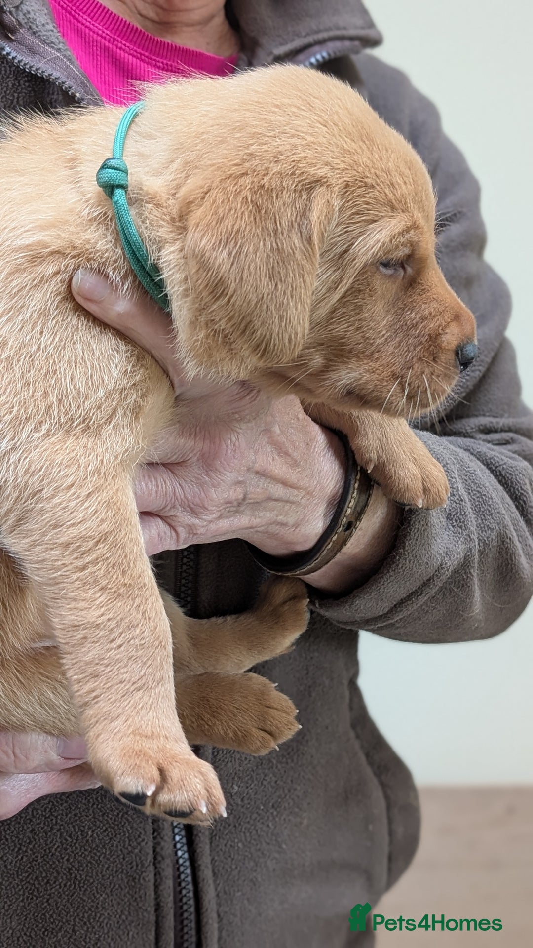 Labrador Retriever dogs for sale: KC Registered Working Labradors - Image 9