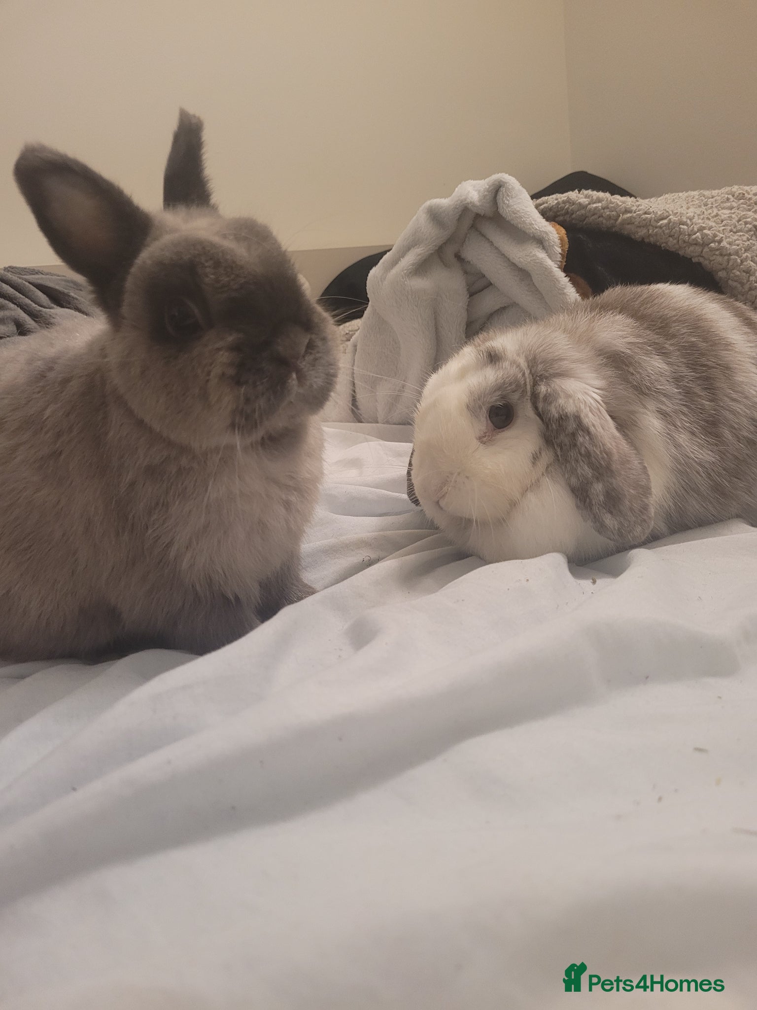 Mixed Breed rabbits 2 Rabbits for rehoming - Advert 1