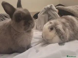 Mixed Breed rabbits 2 Rabbits for rehoming - Advert 1