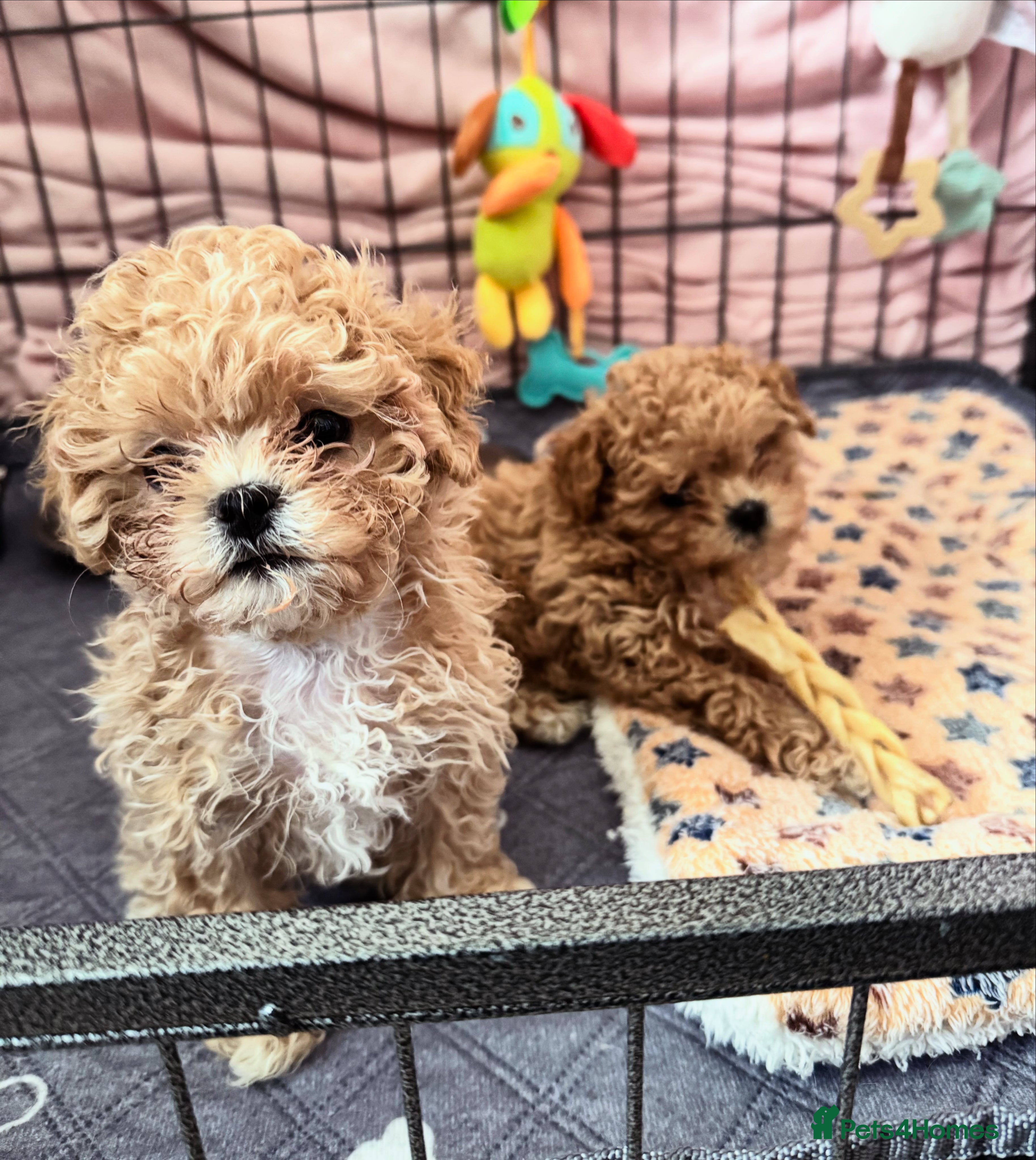 Maltipoo dogs ✨Outstanding Quality Tiny Asian Maltipoo Girl✨ - Advert 4