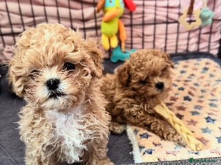 Maltipoo dogs ✨Outstanding Quality Tiny Asian Maltipoo Girl✨ - Advert 4