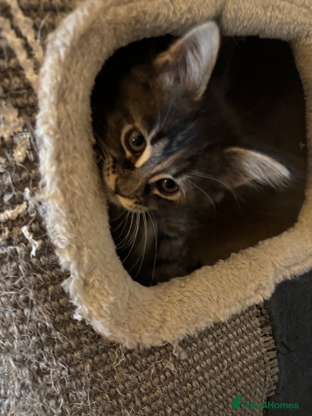 Maine Coon cats for sale: Beautiful Pedigree Main Coon Kittens - Advert 15