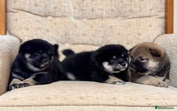 Japanese Shiba Inu dogs for sale: Champion blood Health tested Japanese Shiba Inu  - Image 3