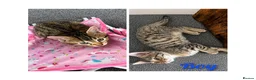 Bengal cats for sale: Quarter-Bengal Kittens After Their Forever Homes - Advert 2