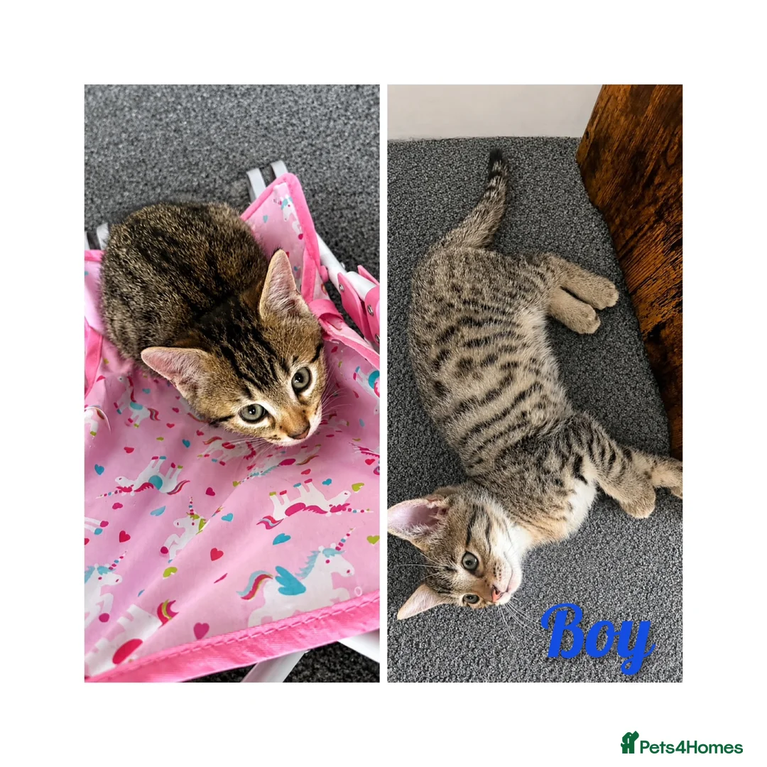 Bengal cats for sale: Quarter-Bengal Kittens After Their Forever Homes - Advert 2