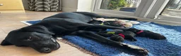 Labrador Retriever dogs for sale: Health tested super Working Line Labrador litter.  in Stratford-upon-Avon - Advert 1