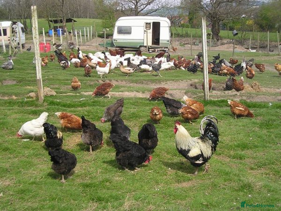 Chickens poultry for sale: Point of lay chicken for sale  - Advert 2