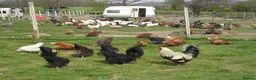 Chickens poultry for sale: Point of lay chicken for sale  - Advert 2