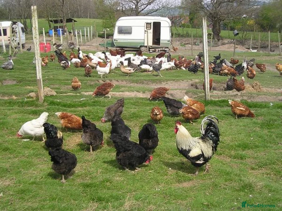 Chickens poultry for sale: Point of lay chicken for sale  - Advert 2
