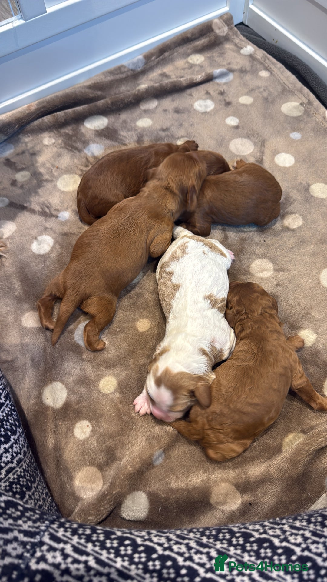 Cavapoo dogs for sale: Cavapoo puppies for sale - Advert 4