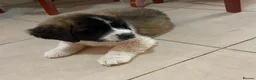 Saint Bernard dogs for sale: Little Nap-Time Buddies with Big Hearts in Huddersfield - Advert 7