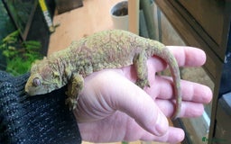 Gecko reptiles for sale: Trio of Mainland chahoua mossy geckos - Image 2