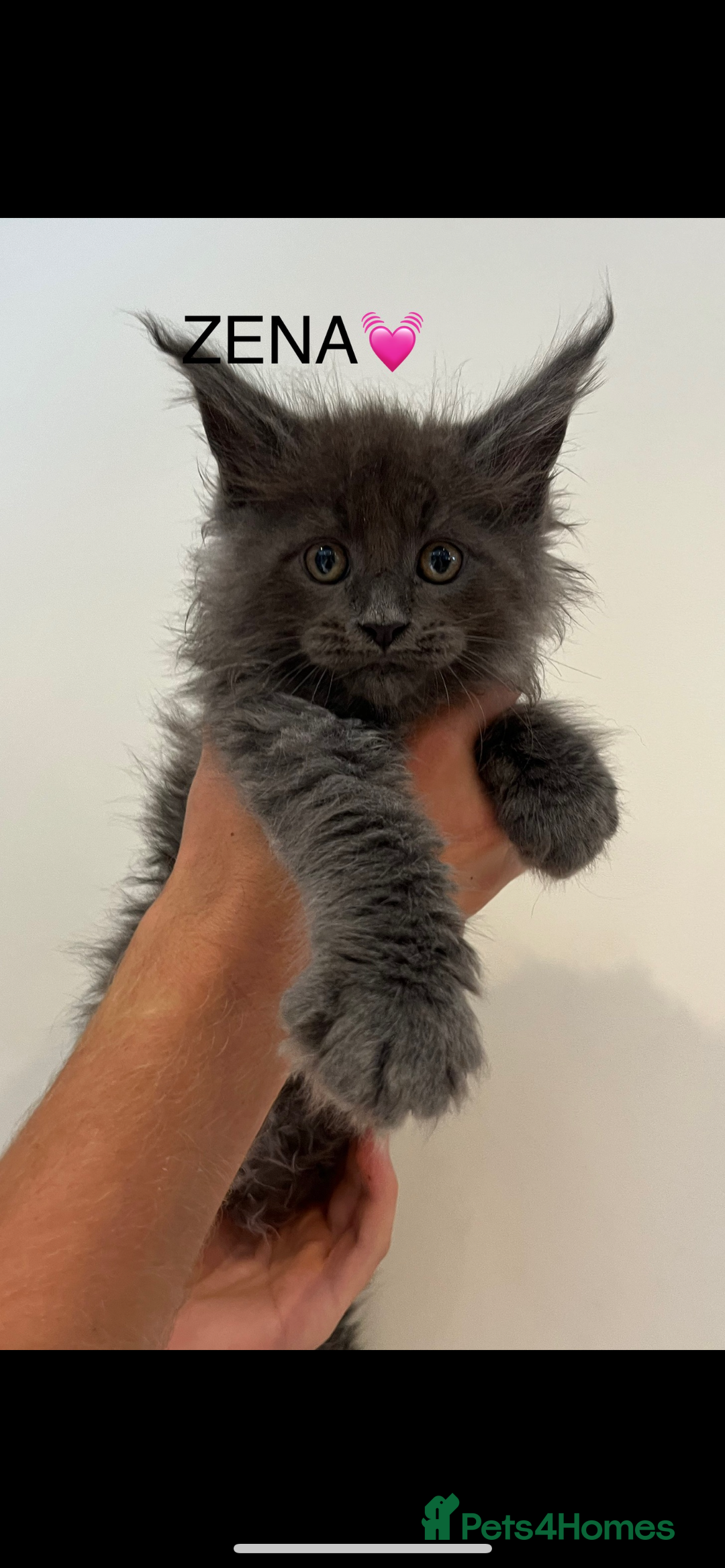 Maine Coon cats for sale: STUNNING MAINE COON KITTENS BLUE SMOKE (tica reg ) - Image 4