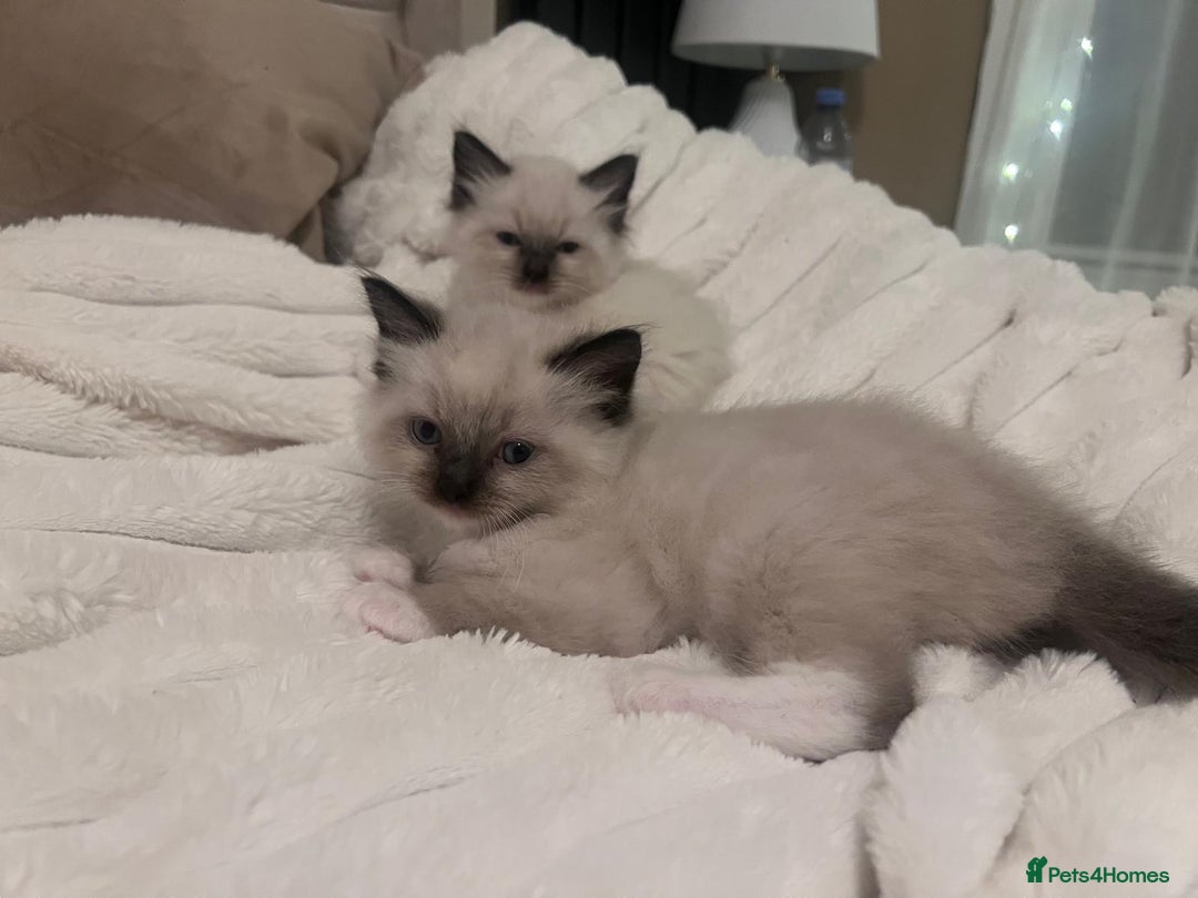 Ragdoll cats for sale: 4 gorgeous Ragdoll kittens for sale - Advert 24