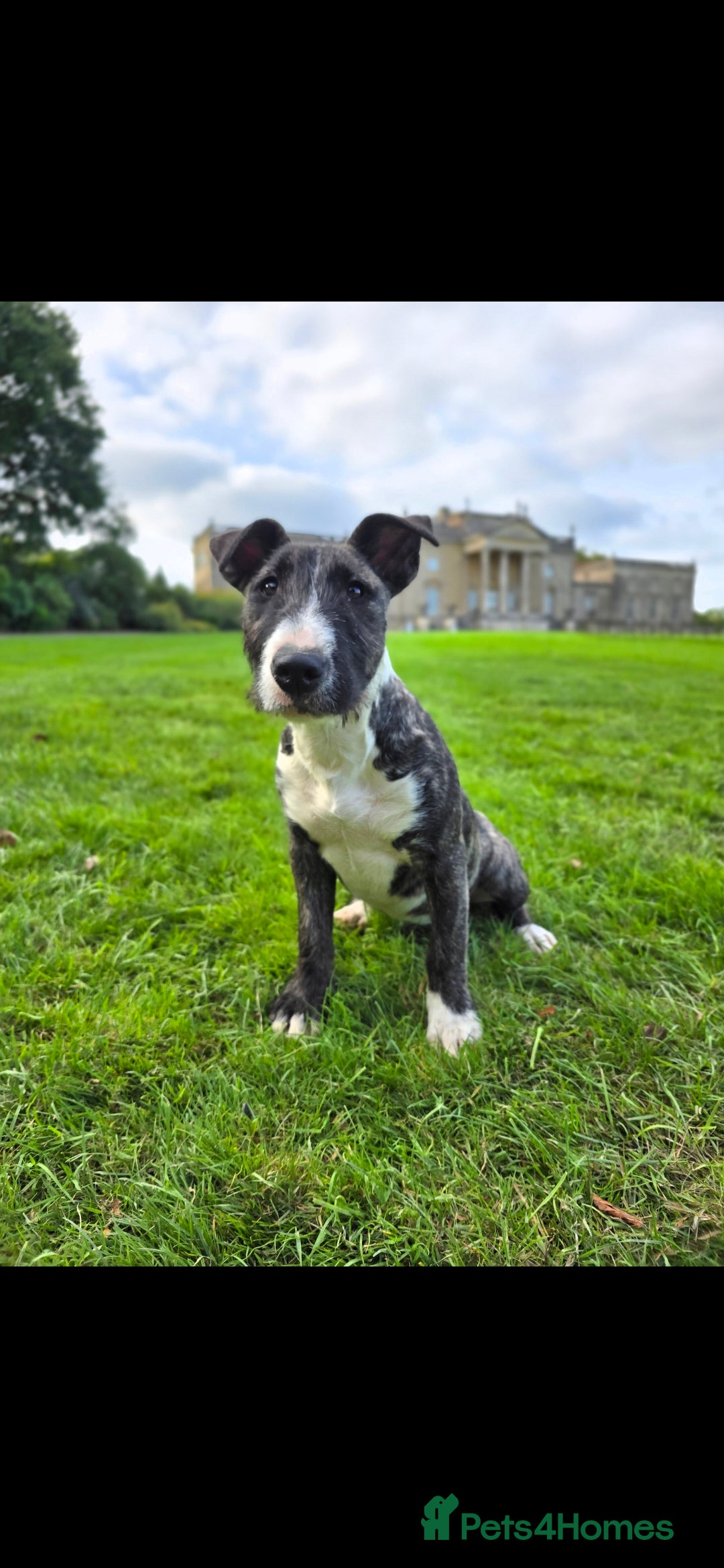 English Bull Terrier dogs for sale: Potato on legs - Advert 12