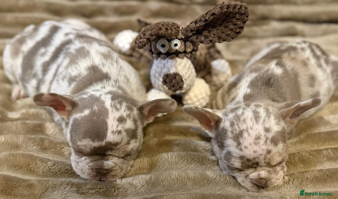 French Bulldog dogs for stud: NEW SHADE CHOCOLATE MERLE STUD AVAILABLE FOR STUD  - Advert 9