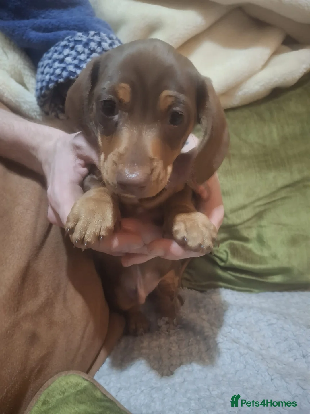 Miniature Dachshund dogs for sale:  3 chocolate and tan miniature dachshund pups  - Advert 10